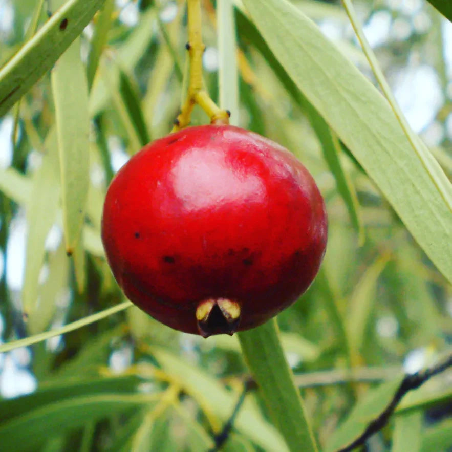 Quandong - What is it and why it is our hero ingredient